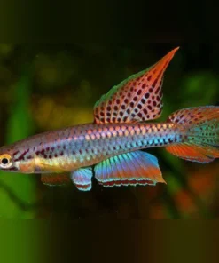 Aphysosemion bivittatum Killifish (Pair)