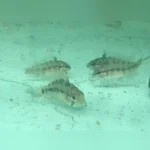 Apistogramma Wild (Lot of 4)