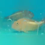 Arc Eye Hawkfish
