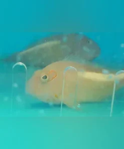 Arc Eye Hawkfish