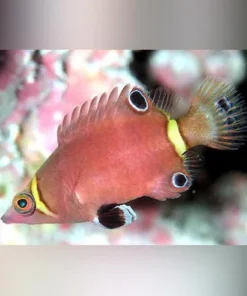 Arrowhead Possum Wrasse