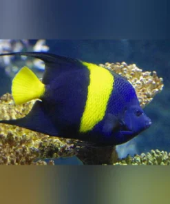 Asfur Angelfish