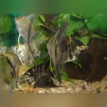 Assorted Angelfish 3" (Lot of 4)