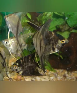 Assorted Angelfish 3" (Lot of 4)
