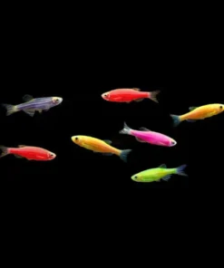 Assorted Glofish Danio (6 Pack)