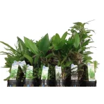 Assorted Potted Plants (Lot of 6)