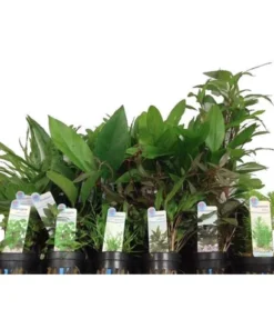 Assorted Potted Plants (Lot of 6)
