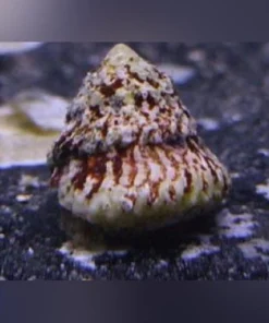 Astraea Snail