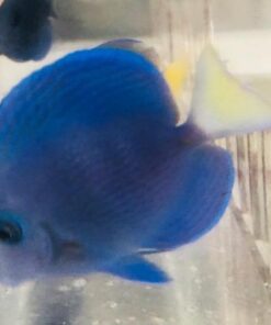 Atlantic Blue Tang