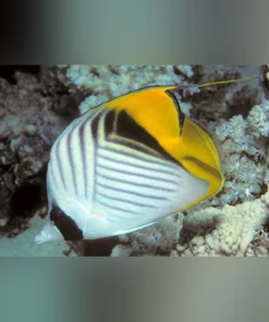 Auriga Butterflyfish