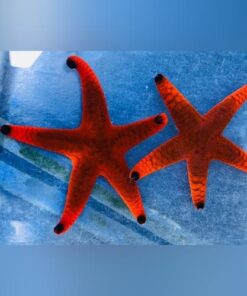 Black Tip Starfish
