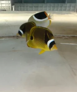 Raccoon Butterflyfish