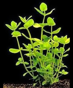 Bacopa