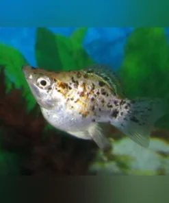 Assorted Balloon Molly (Lot of 6)