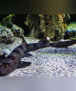 BAMBOO SHARK