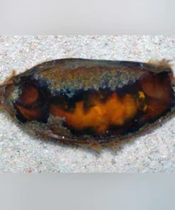 Bamboo Shark Egg
