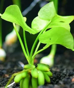 Banana Plant
