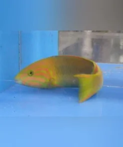 Banana Wrasse