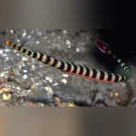 Banded Pipefish