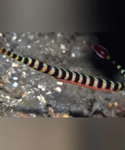 Banded Pipefish