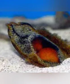Banded Shark Eggs