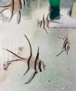 Alternative view of Banggai Cardinalfish