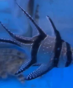Banggai Cardinalfish