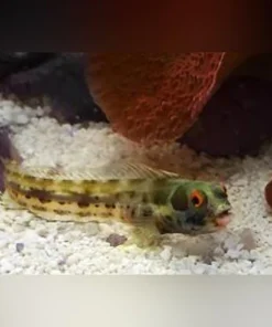 Barnacle Blenny