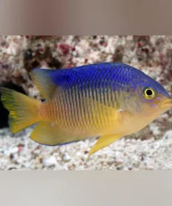 Beau Gregory Damselfish