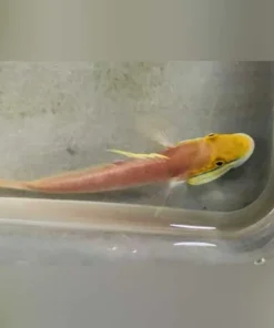 Bella Goby