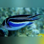 Bellus Angelfish (Female)