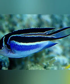 Bellus Angelfish (Female)