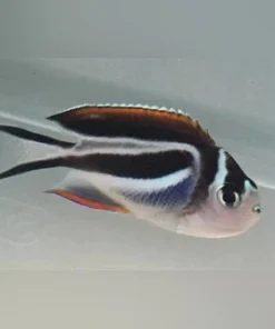 Alternative view of Bellus Angelfish (Female)