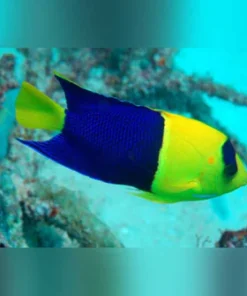 Bicolor Angelfish