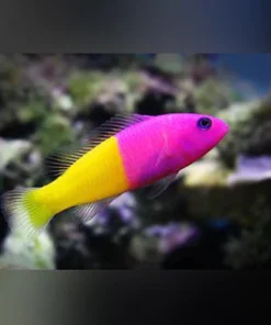 Bicolor Dottyback
