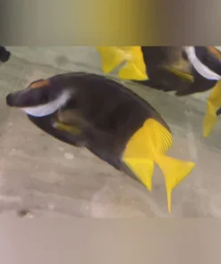 Bicolor Foxface