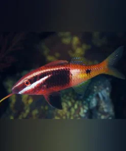 Bicolor Goatfish