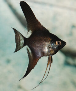Black Angelfish