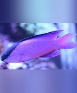 Black Cap Basslet