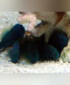 Black Clown Goby