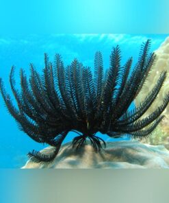Black Feather Starfish