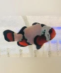 Black Ice Clownfish