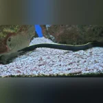 Black Ribbon Eel