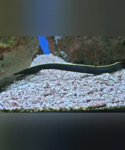 Black Ribbon Eel