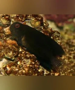 Black Sailfin Blenny