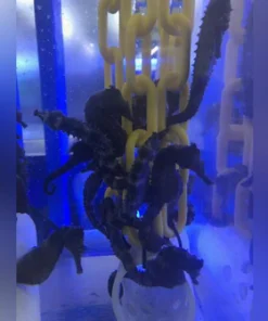 Black Seahorse -Tank Raised