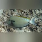 Black Shoulder Tang