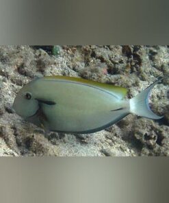 Black Shoulder Tang