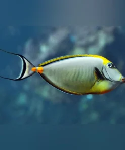 Blonde Naso Tang