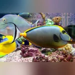 Blonde Naso Tang Streamer